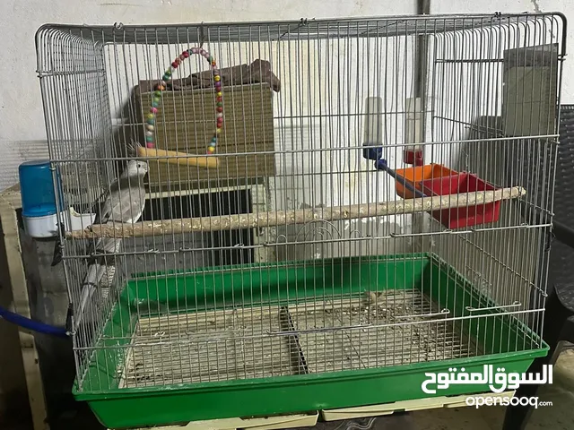 طيور كوكتيل