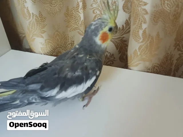 جوز كوكتيل اليف