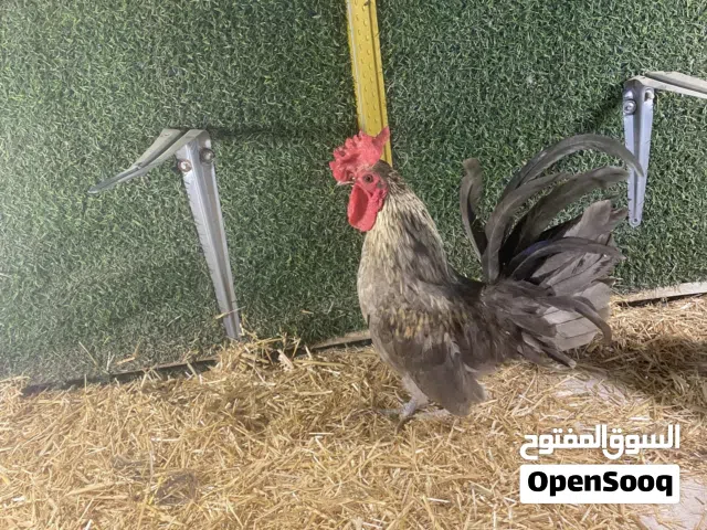 ديك إسباني