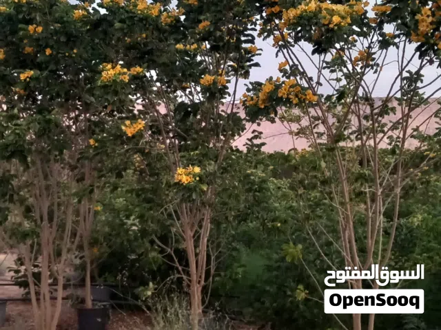 اكاسيا جالوكا مزهره