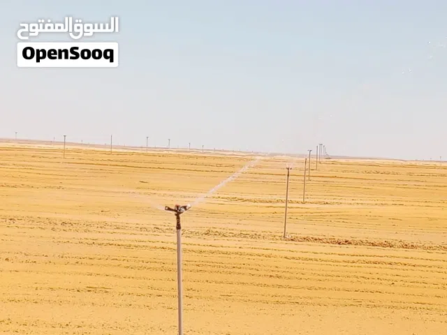 Farm Land for Sale in Giza Bahariya Oasis