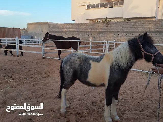 حصان بوني للبيع