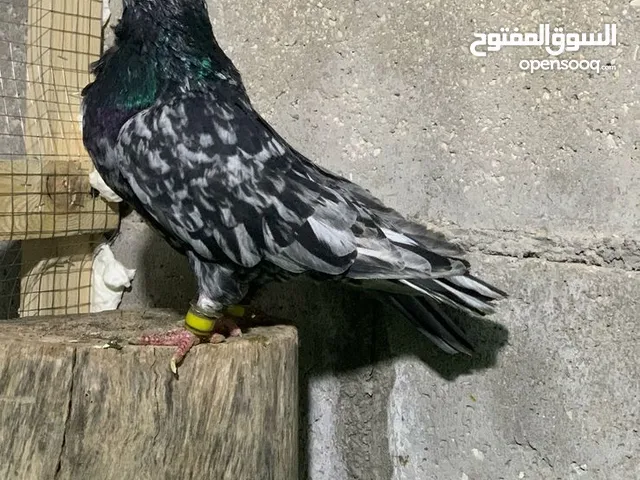 جوزين حمام نوري ازرق وذباني