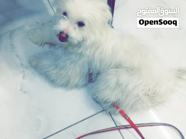 انثى مالتز  اسمها لولي كلبه لعوبعه عمرها 6 أشهر  80 اخرها 70