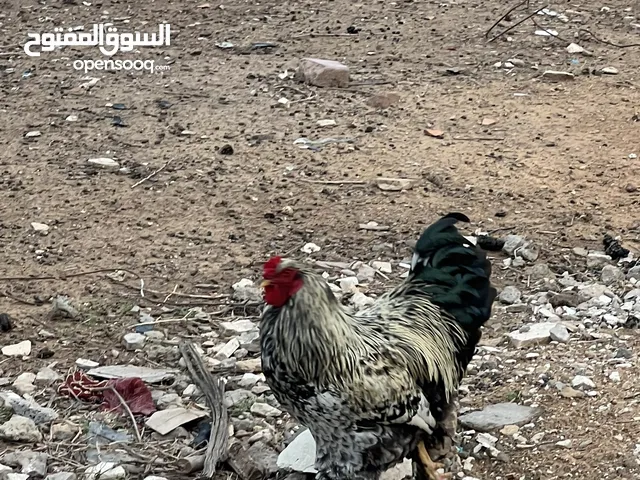 زوز فراريج هاجين براهما