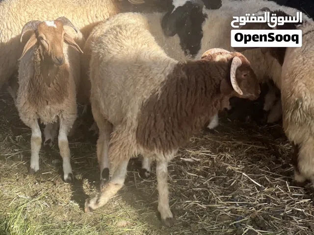 11 خروف سمان عود غليض