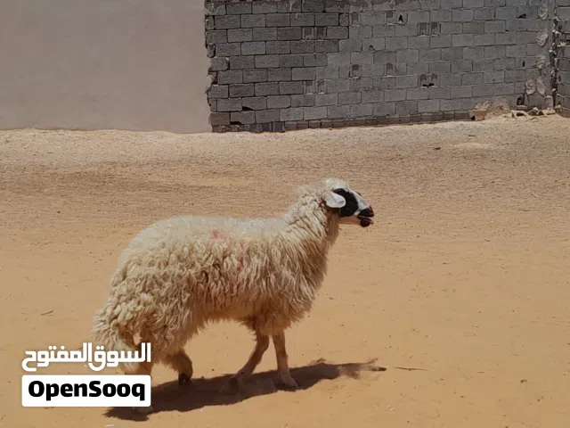فطيمه وطنيه الله يبارك عمرها ف8شهور جنس تومي ربي يبارك سليمه من العيوب والامراض..