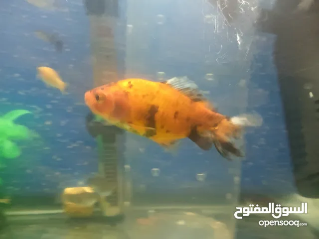 سمكة قولد فش