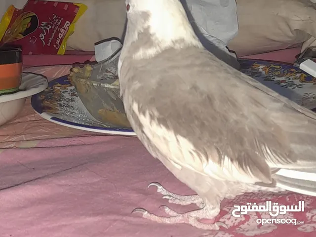 السلام عليكم عندي عصفور كوكتيل