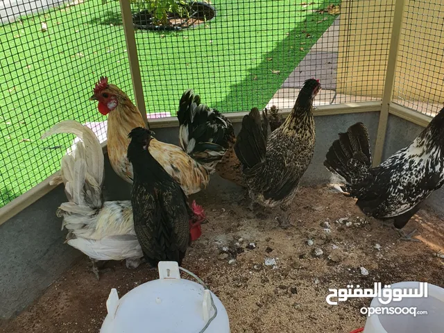 دجاج كويتي للبيع