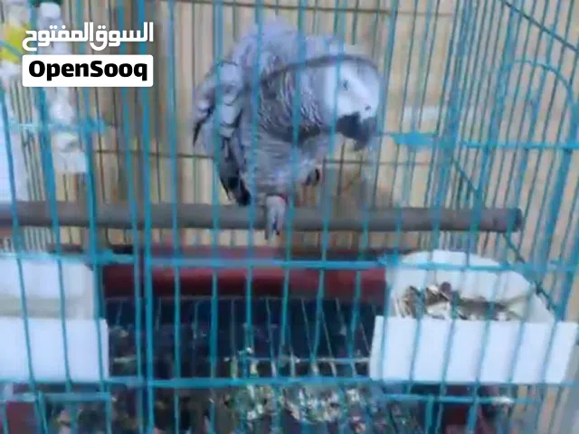كاسكو متكلم