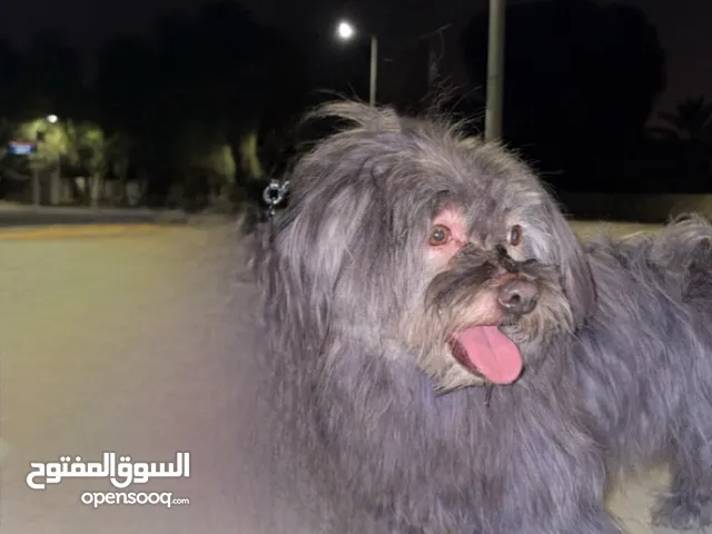 كلب مالتيز