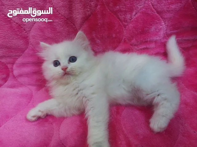 قط ذكر صغير