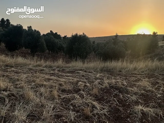 للبيع 3500م ثلاث دنم ونصف منطقة نادرة شرق جرش