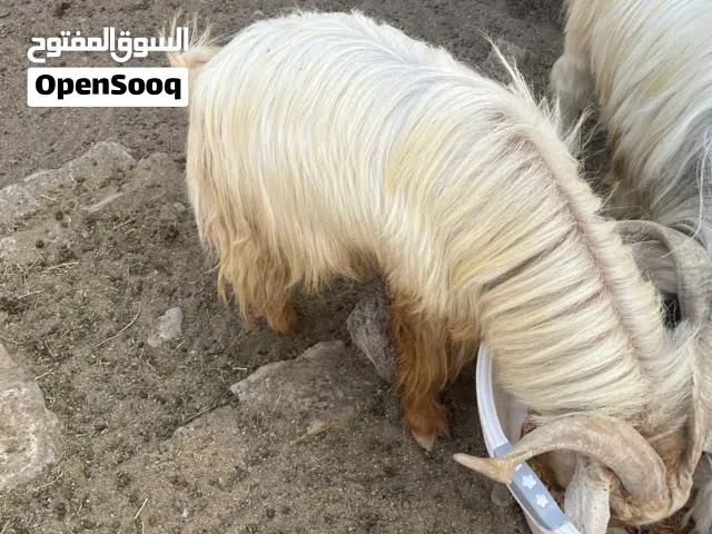 اعلان بيع ثلاثة تيوس
