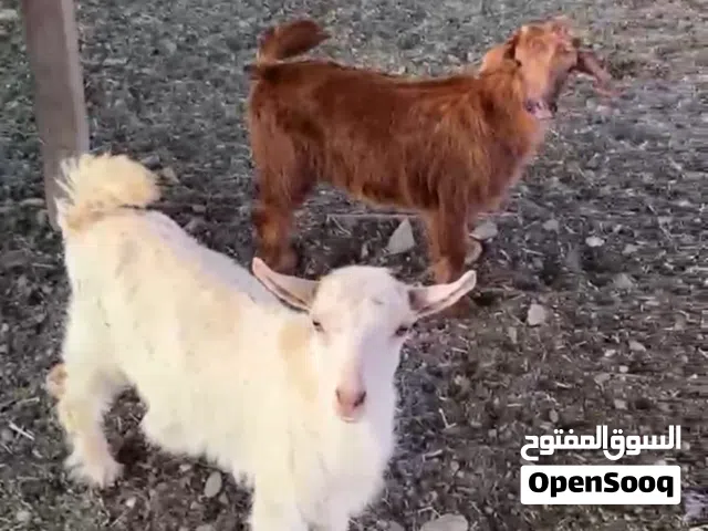 مجموعه من الحلال للبيع سليمه من جميع الامراض والضروع والاسنان سليمات