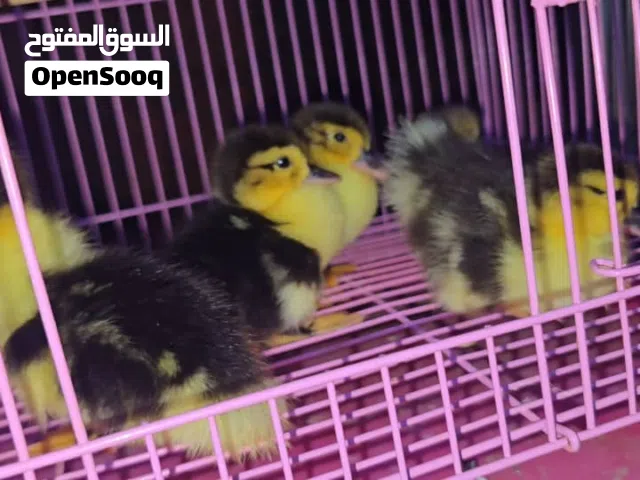 بط ملكي تحفه