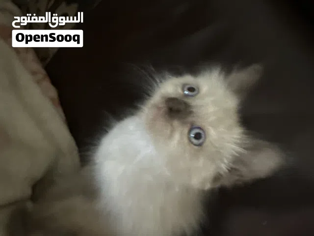 قطط  سياميه