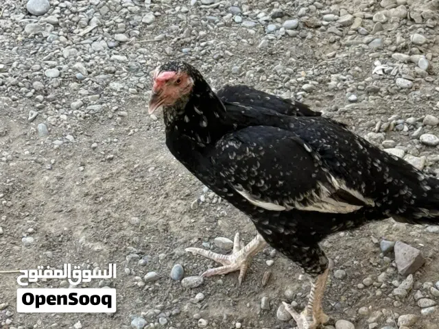 دجاجة مكراني