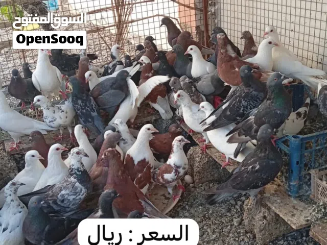 حمام حال البيع