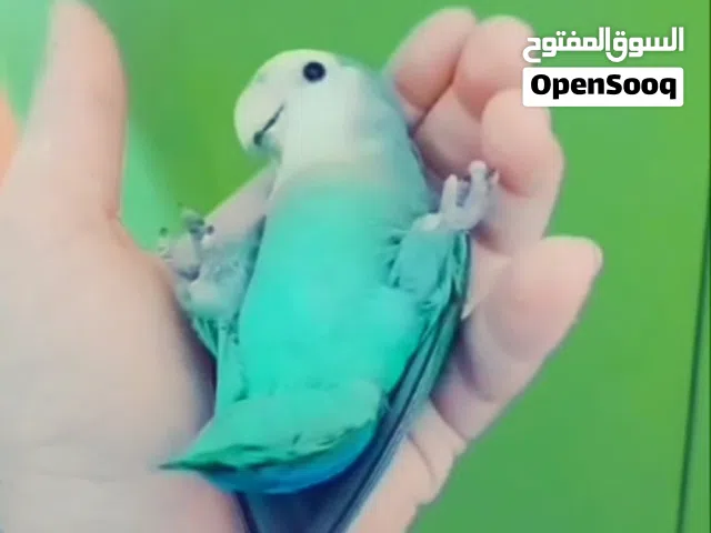 طيور روز سوبر ترويض صحة دهب جوانح كاملة جواز شغالة طفرات رائعة  شغل بيت انتاج لبناني