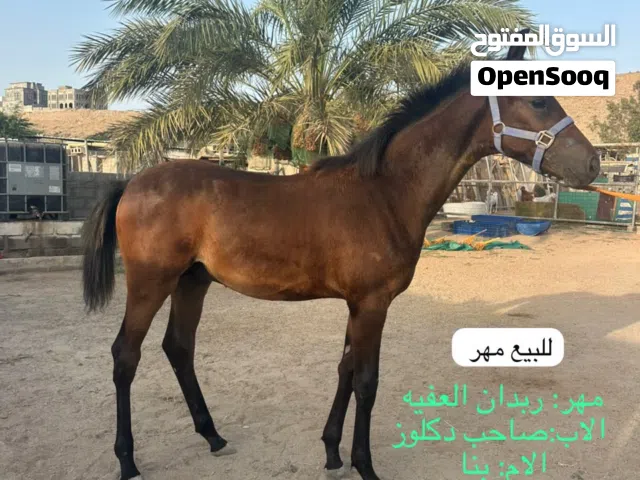 مهر عربي للبيع