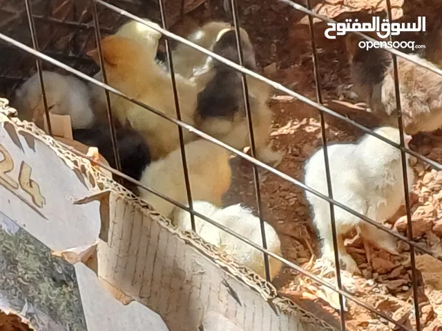 جاجه براهمي مع صيصان عدد 20