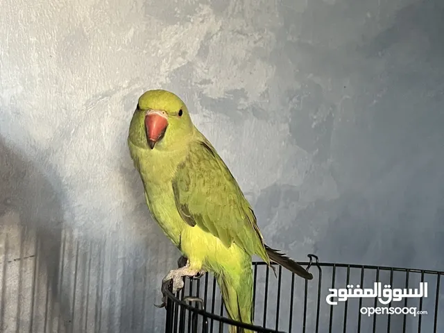 ببغاء الدرة