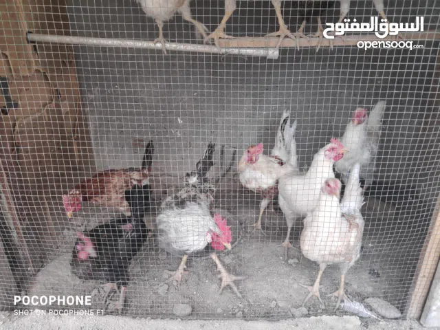 دجاج مع ديوجه للبيع مال بيت أو جاي يبيضن