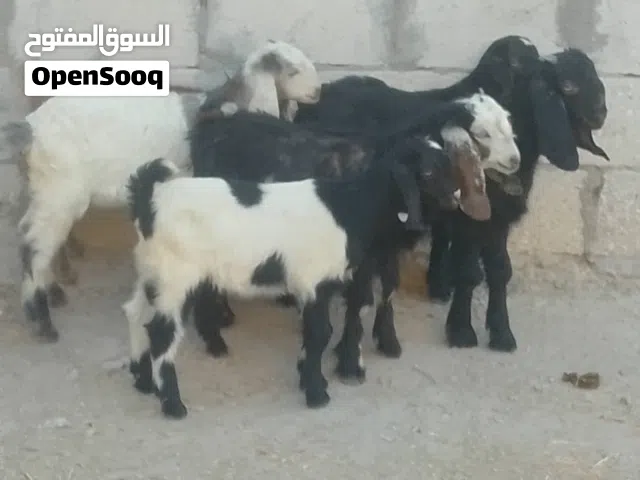 جديان عدد سته مفطومات على طاوله علف وسرحات عمارهن شهرين ونص مطعمات ماخذات مطعوم المعوي وايفمك