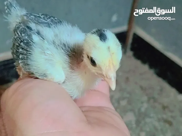 افراخ دجاج ابو ركيبه تفاصيل بلوصف