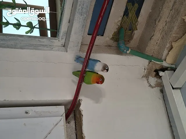 زوج غندور للبيع