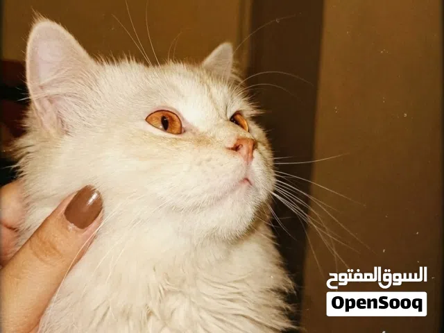اعلان قطة للبيع