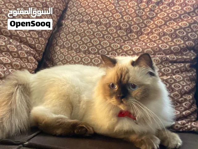 قطه هملايا شوكلت بيور انثى