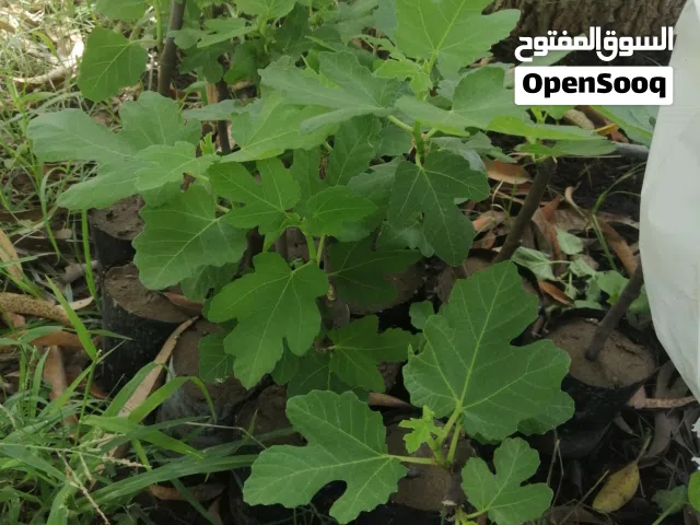 تين براون تركي الشتله 500 بيسه فقط