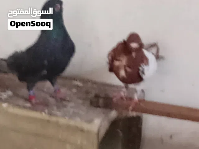 متوفر حمام شغاله اقرا النص عمان جاوا