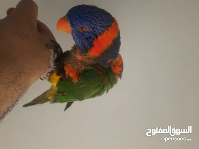 للبيع طير لوري اليف متكلم و يقلد أصوات و حركات البلابيل والمينا و عنده أصوات حلوه