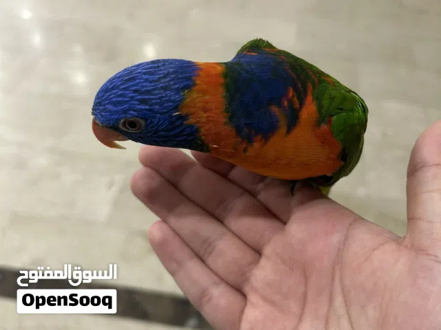 للبيع لوري ربوه