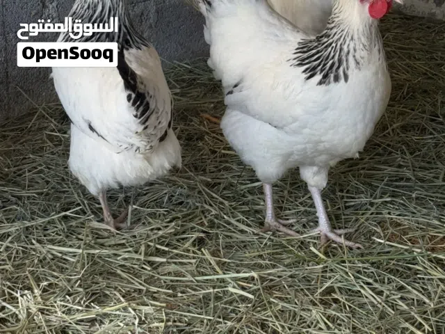 للبيع بيض ودجاج فرنسي سوكسن