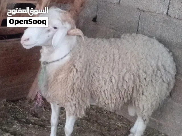 خروف جزائري للبيع