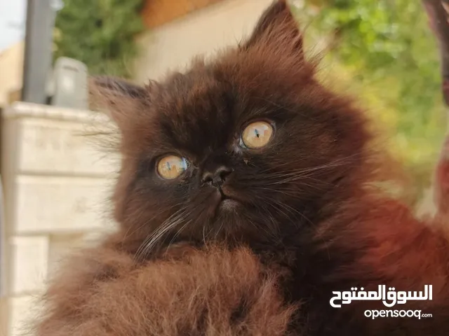 قطة مكس هملايا سكوتش ذكر للبيع - اسمه فَـحمه