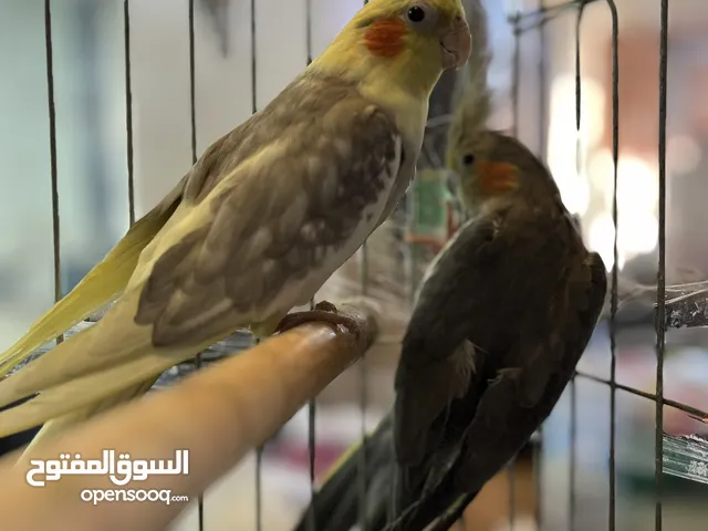 زوج كوكتيل منتج وشغال بالصلاة على النبي