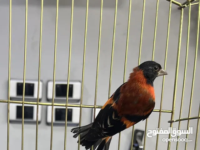 ريد سسكن ذكر للبيع red Siskin