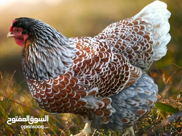 صوص متنوع لوهمان براون الالمانيLohman Brown السلالة الاصليةو وايندوت واسترالورب وبلايموث روك وبراهمي