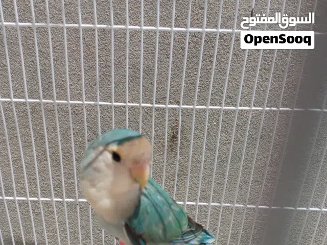 بركديلو لون ازرق مشالله غليضه