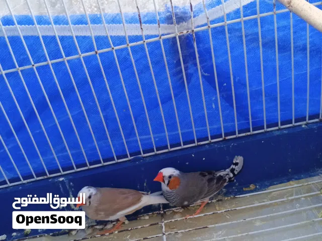 جوز جنه تحته بيض وبكمل