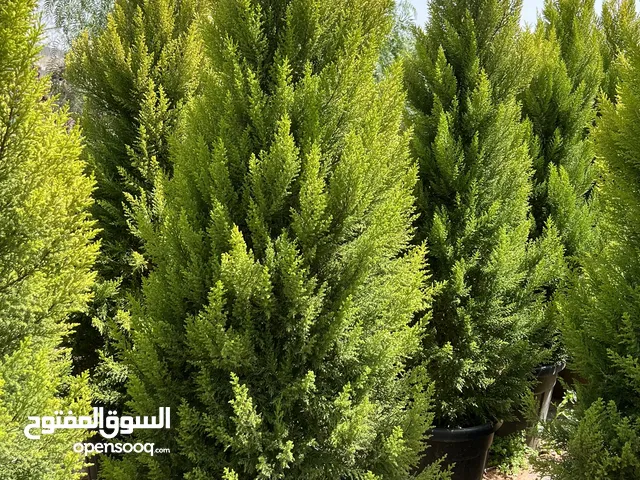 جولدستار إيطالي اصلي جميع الارتفاعات متوفره