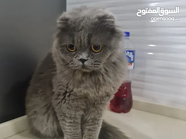 قطة للبيع بسعر ممتاز