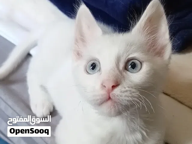 قط للتبني مجانا دبي