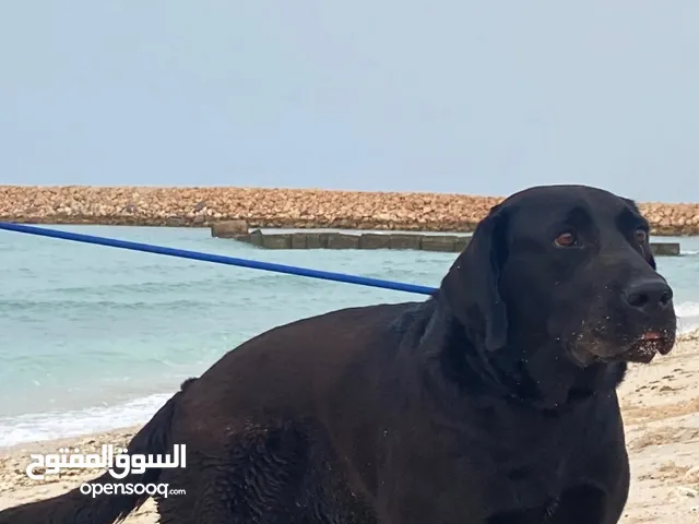 كلب للبيع / صور